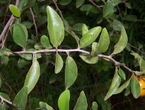 Ximenia americana - Leaf insertion - Click to enlarge!