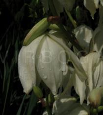 Yucca glauca - Flower, side view - Click to enlarge!