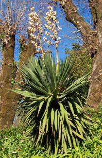 Yucca gloriosa - Habit - Click to enlarge!