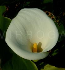Zantedeschia aethiopica - Flower - Click to enlarge!