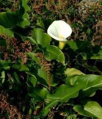 Zantedeschia aethiopica - Habit - Click to enlarge!