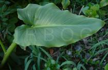 Zantedeschia aethiopica - Leaf - Click to enlarge!