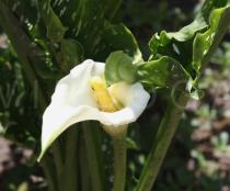 Zantedeschia albomaculata - Spathe and spadix - Click to enlarge!