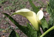 Zantedeschia albomaculata - Spathe, side view - Click to enlarge!