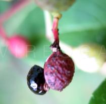 Zanthoxylum ailanthoides - Fruit - Click to enlarge!