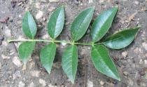 Zanthoxylum ailanthoides - Leaf upper side - Click to enlarge!