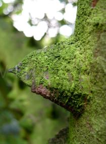 Zanthoxylum ailanthoides - Thorn - Click to enlarge!