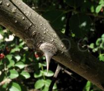 Zanthoxylum americanum - Thorn - Click to enlarge!