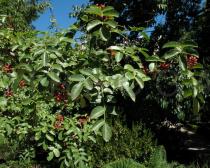 Zanthoxylum americanum - Branches - Click to enlarge!