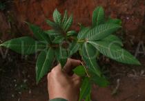 Zanthoxylum armatum - Foliage - Click to enlarge!