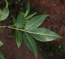 Zanthoxylum armatum - Lower surface of leaf - Click to enlarge!