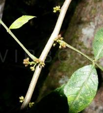 Zanthoxylum dimorphophyllum - Upper and lower surface of leaf - Click to enlarge!