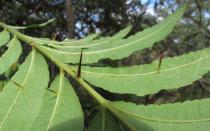 Zanthoxylum rhoifolium - Close-up of lower leaf surface - Click to enlarge!