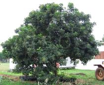 Zanthoxylum zanthoxyloides - Habit solitary tree - Click to enlarge!