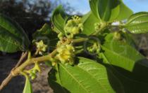 Ziziphus joazeiro - Branch with flowers - Click to enlarge!