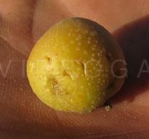 Ziziphus joazeiro - Fruit - Click to enlarge!