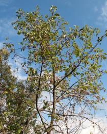 Ziziphus mucronata - Branches - Click to enlarge!