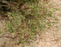 Zornia latifolia - Habit - Click to enlarge!