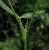Zornia latifolia - Leaf insertion - Click to enlarge!