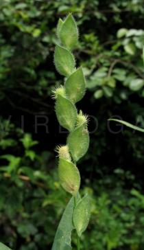 Zornia latifolia - Infructescence - Click to enlarge!