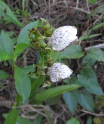 Zygopetalum sincoranum - Flowers - Click to enlarge!