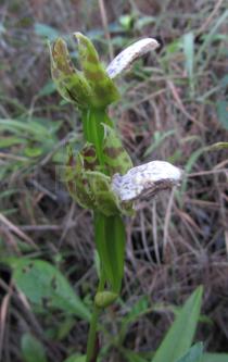 Zygopetalum sincoranum - Flowers, side view - Click to enlarge!