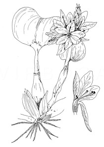 Eichhornia crassipes - Click to enlarge!
