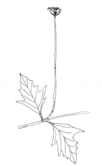 Tridax procumbens - Click to enlarge!