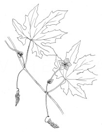 Momordica charantia - Click to enlarge!