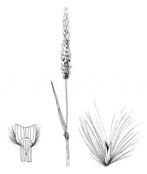 Imperata cylindrica - Click to enlarge!