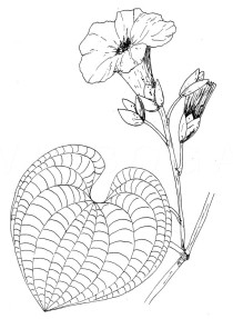 Merremia peltata - Click to enlarge!