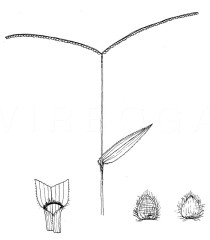 Paspalum conjugatum - Click to enlarge!