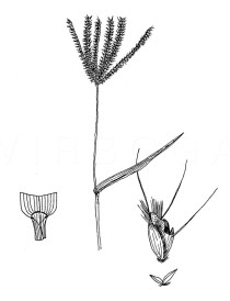 Chloris barbata - Click to enlarge!