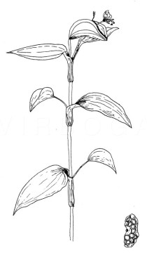Commelina diffusa - Click to enlarge!