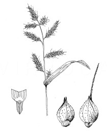 Echinochloa crus-galli - Click to enlarge!