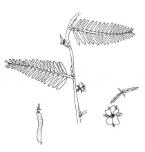 Chamaecrista mimosoides - Click to enlarge!