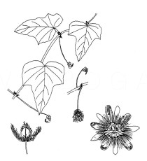 Passiflora foetida - Click to enlarge!