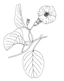 Ipomoea pes-caprae - Click to enlarge!