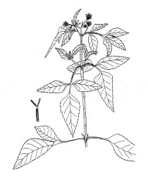 Bidens pilosa - Click to enlarge!