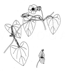 Thunbergia alata - Click to enlarge!