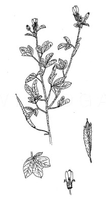 Cleome viscosa - Click to enlarge!
