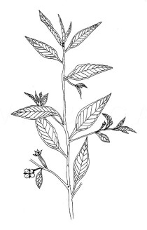 Ludwigia hyssopifolia - Click to enlarge!