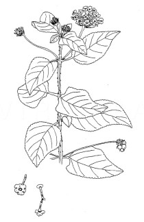 Lantana camara - Click to enlarge!