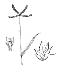 Dactyloctenium aegyptium - Click to enlarge!