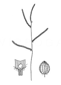Paspalum dilatatum - Click to enlarge!