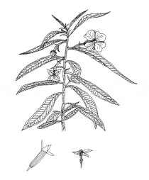 Ludwigia octovalvis - Click to enlarge!