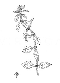 Spermacoce alata - Click to enlarge!