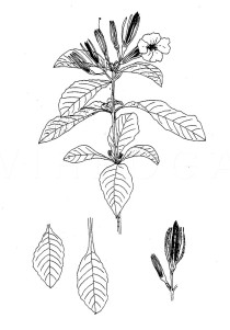 Ruellia tuberosa - Click to enlarge!