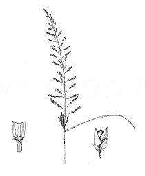 Sporobolus diandrus - Click to enlarge!
