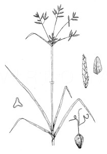 Cyperus rotundus - Click to enlarge!
